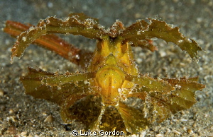 Ambon Scorpionfish by Luke Gordon 